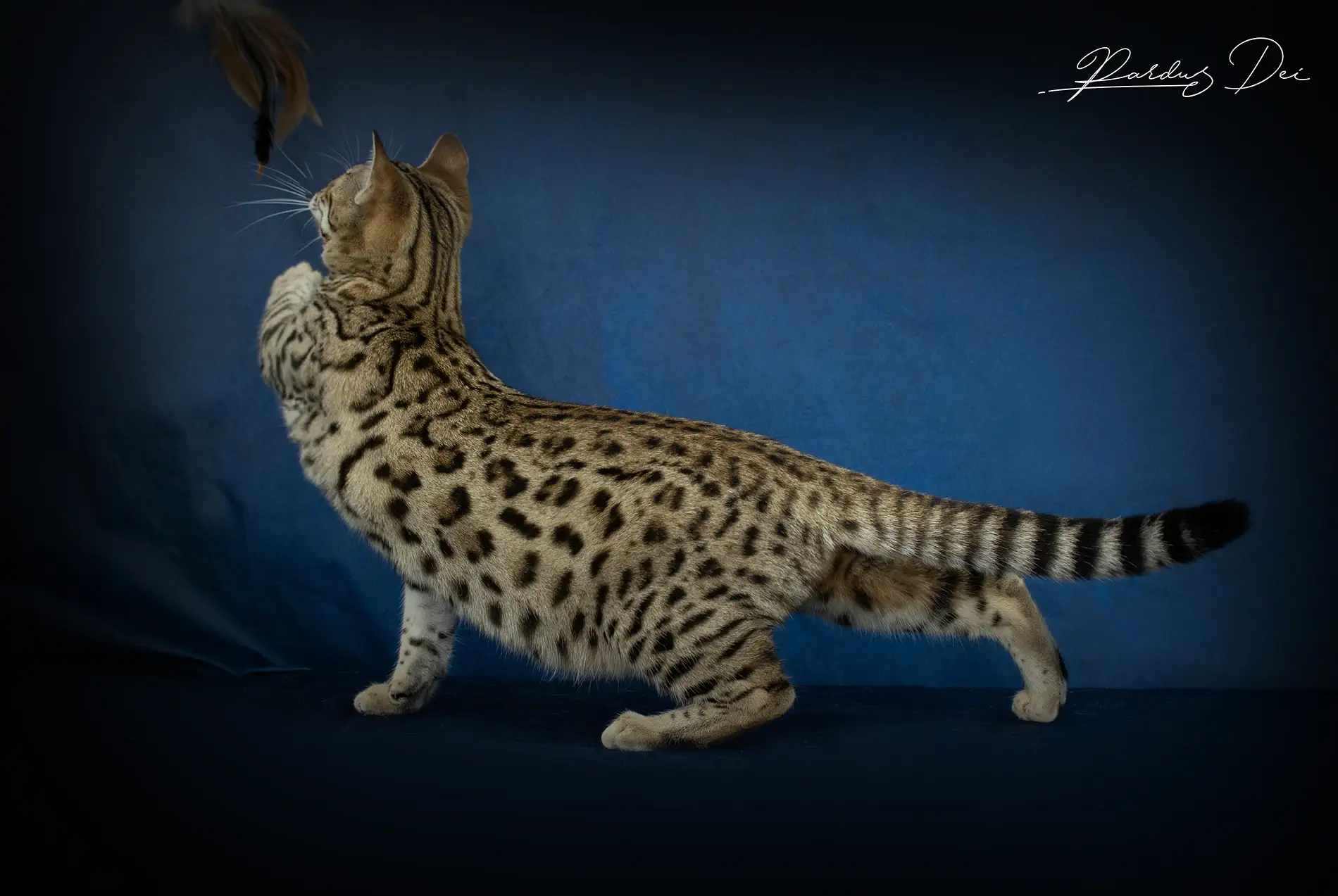 chat bengal